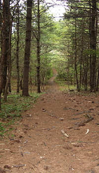Path through mature woods